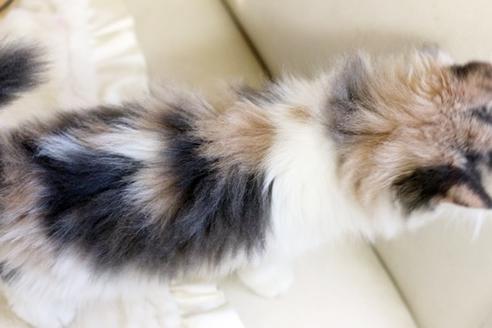 成約済の佐賀県のノルウェージャンフォレストキャット-12706の2枚目