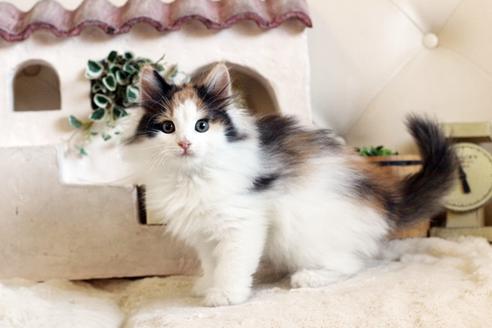 成約済の佐賀県のノルウェージャンフォレストキャット-12736の1枚目