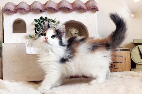 成約済の佐賀県のノルウェージャンフォレストキャット-12736の5枚目