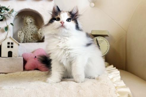 成約済の佐賀県のノルウェージャンフォレストキャット-12736の4枚目