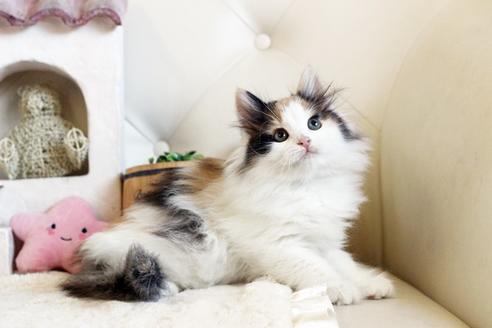 成約済の佐賀県のノルウェージャンフォレストキャット-12736の3枚目