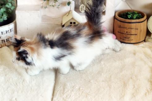 成約済の佐賀県のノルウェージャンフォレストキャット-12736の2枚目