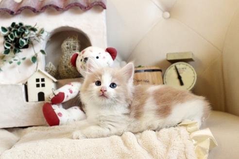 成約済の佐賀県のノルウェージャンフォレストキャット-12737