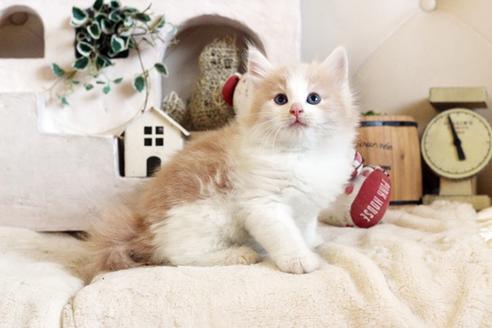 成約済の佐賀県のノルウェージャンフォレストキャット-12737の5枚目