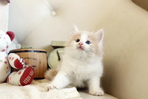 成約済の佐賀県のノルウェージャンフォレストキャット-12737の4枚目