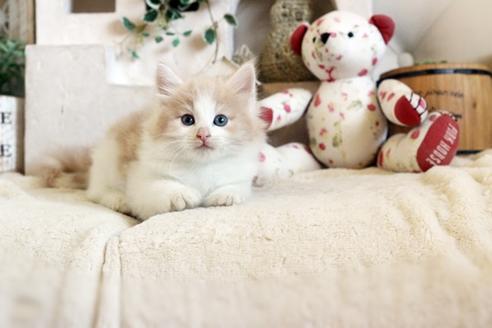 成約済の佐賀県のノルウェージャンフォレストキャット-12737の3枚目