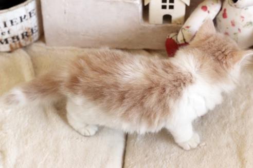 成約済の佐賀県のノルウェージャンフォレストキャット-12737の2枚目