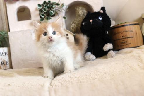 成約済の佐賀県のノルウェージャンフォレストキャット-12738