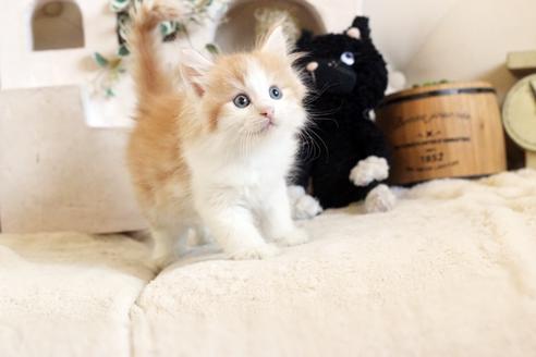 成約済の佐賀県のノルウェージャンフォレストキャット-12738の5枚目