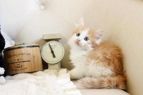 成約済の佐賀県のノルウェージャンフォレストキャット-12738の4枚目