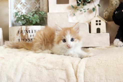 成約済の佐賀県のノルウェージャンフォレストキャット-12738の3枚目