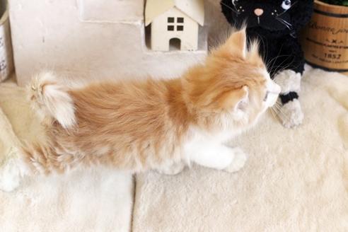 成約済の佐賀県のノルウェージャンフォレストキャット-12738の2枚目