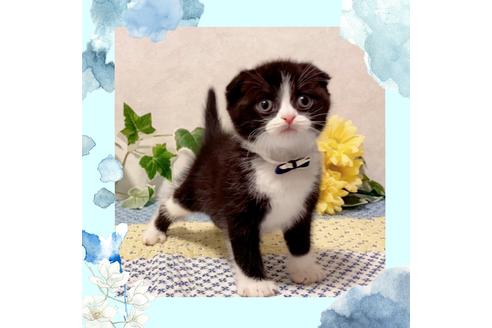 成約済の大阪府のスコティッシュフォールド-12404