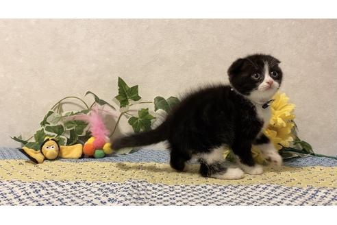 成約済の大阪府のスコティッシュフォールド-12404の3枚目