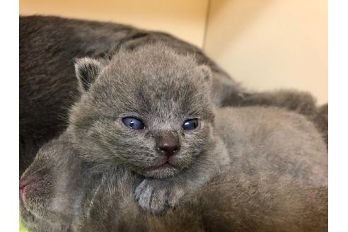 成約済の千葉県のブリティッシュショートヘア-12773の7枚目