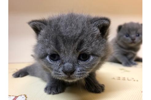 成約済の千葉県のブリティッシュショートヘア-12775の6枚目