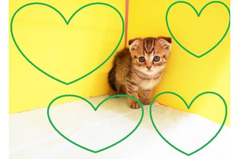 成約済の東京都のスコティッシュフォールド-12778