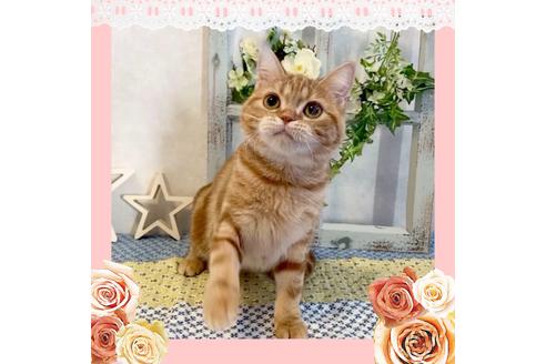 成約済の大阪府のスコティッシュフォールド-11698の5枚目