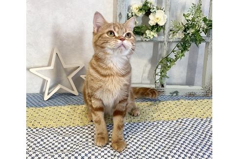 成約済の大阪府のスコティッシュフォールド-11698の3枚目