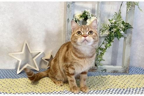 成約済の大阪府のスコティッシュフォールド-11698の2枚目