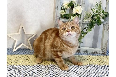 成約済の大阪府のスコティッシュフォールド-11698の1枚目