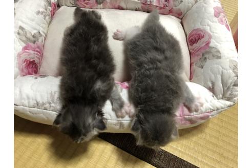 成約済の広島県のミヌエット-12789の2枚目