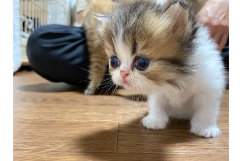 成約済の京都府のエキゾチックロングヘア-12827の1枚目