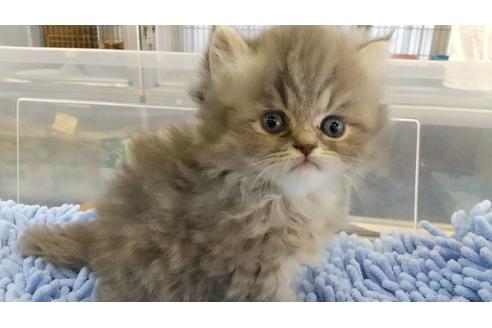 成約済の愛知県のエキゾチックショートヘア-12833