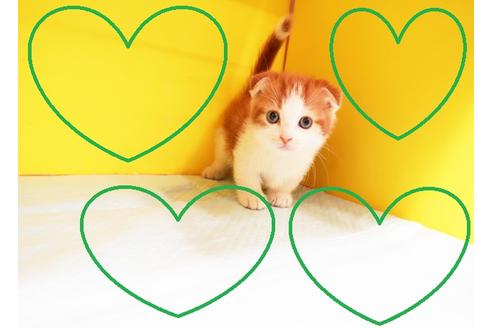 成約済の東京都のマンチカン-12834の1枚目