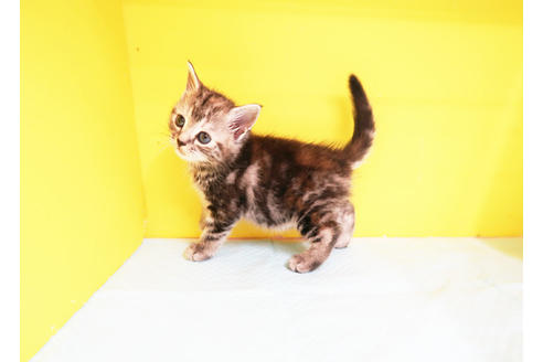 成約済の東京都のアメリカンショートヘア-12835の2枚目