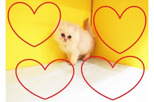 成約済の東京都のペルシャ-12836の1枚目