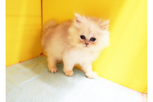 成約済の東京都のペルシャ-12836の2枚目