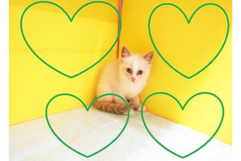 成約済の東京都のラグドール-12837の1枚目