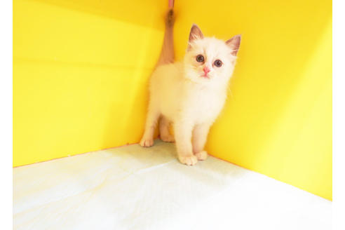 成約済の東京都のラグドール-12837の2枚目