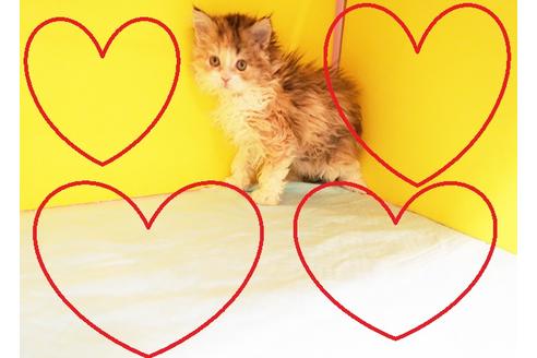 成約済の東京都のミヌエット-12844の1枚目