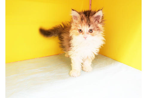 成約済の東京都のミヌエット-12844の2枚目