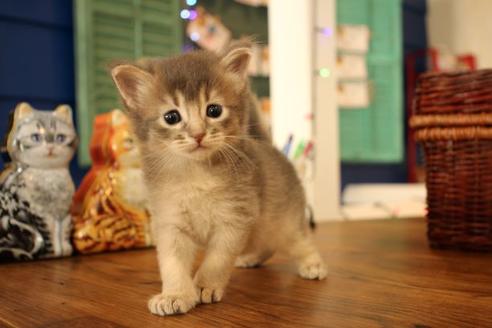 成約済の大阪府のソマリ-12845の1枚目