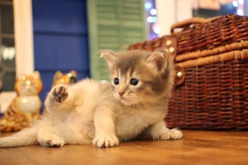 成約済の大阪府のソマリ-12845の7枚目