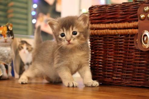 成約済の大阪府のソマリ-12845の6枚目