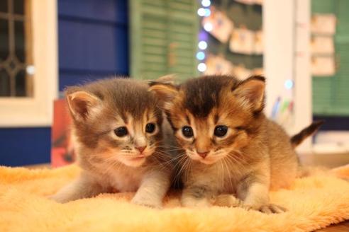 成約済の大阪府のソマリ-12845の5枚目