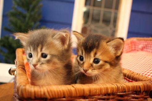 成約済の大阪府のソマリ-12845の4枚目