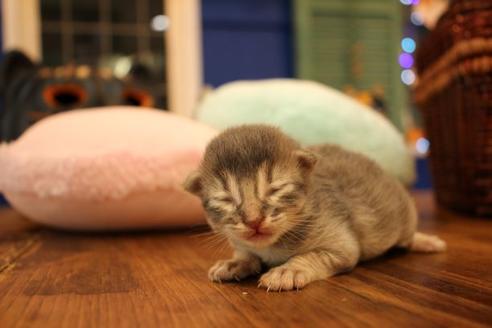 成約済の大阪府のソマリ-12845の3枚目