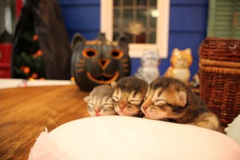 成約済の大阪府のソマリ-12845の2枚目