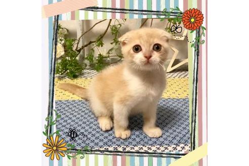 成約済の大阪府のスコティッシュフォールド-12860の5枚目