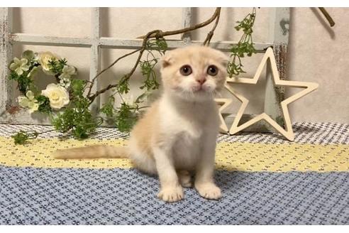 成約済の大阪府のスコティッシュフォールド-12860の2枚目