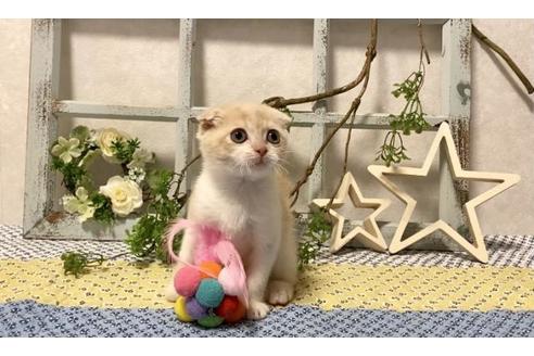 成約済の大阪府のスコティッシュフォールド-12860の1枚目