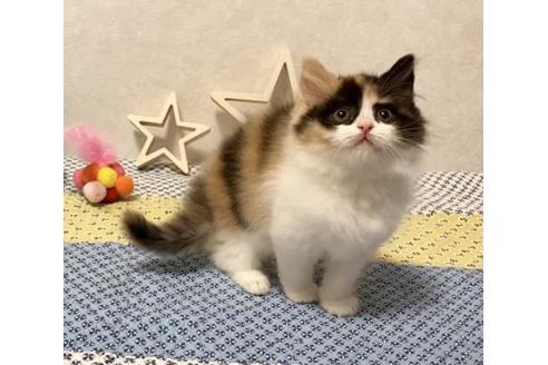 成約済の大阪府のスコティッシュフォールド-12861の6枚目