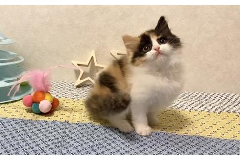 成約済の大阪府のスコティッシュフォールド-12861の5枚目