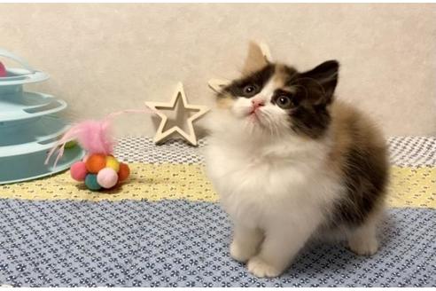 成約済の大阪府のスコティッシュフォールド-12861の4枚目