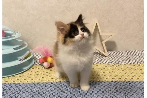 成約済の大阪府のスコティッシュフォールド-12861の3枚目